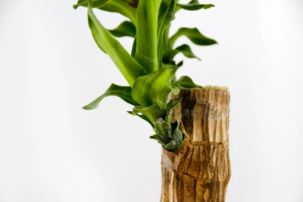 Groene kamerplant — Stockfoto