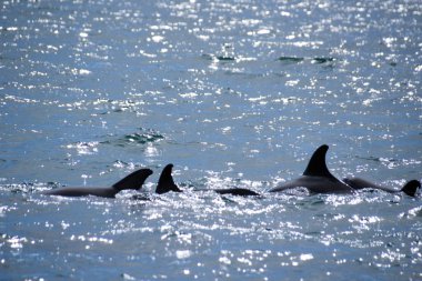 Dalgalar deniz yunuslar