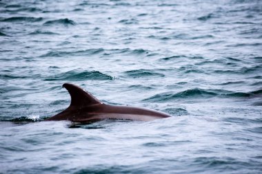 Yunus dalgalar deniz içinde