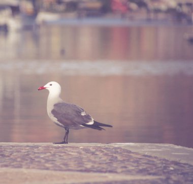 İskelede martı ayakta