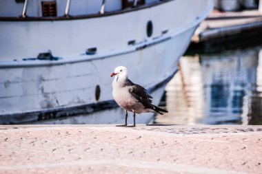 İskelede martı ayakta