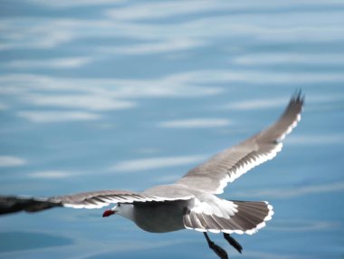 Martı gökyüzünde uçuyor.