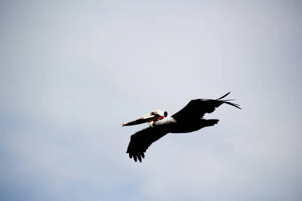 飞的鹈鹕鸟 — 图库照片