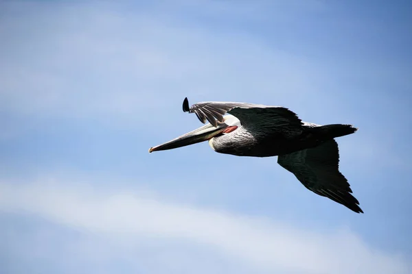 Pelikanvogel im Flug — Stockfoto