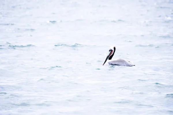 Pelikanvogel auf Wellen — Stockfoto