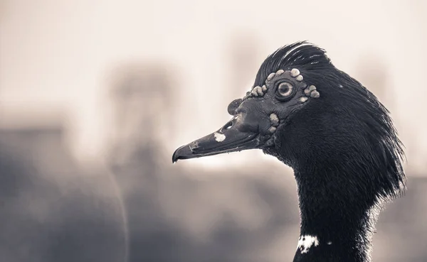 Mexikanische Ente — Stockfoto