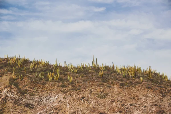 仙人掌植物在沙漠景观 — 图库照片