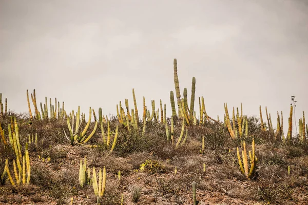 Cactus plants in desert landscape