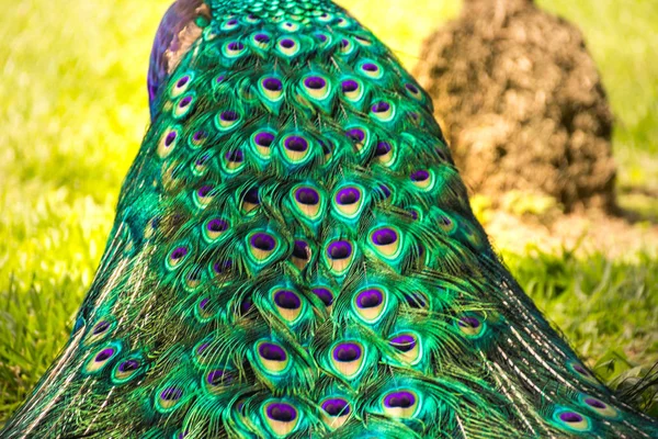 Tail of peaflow bird — Stock Photo, Image
