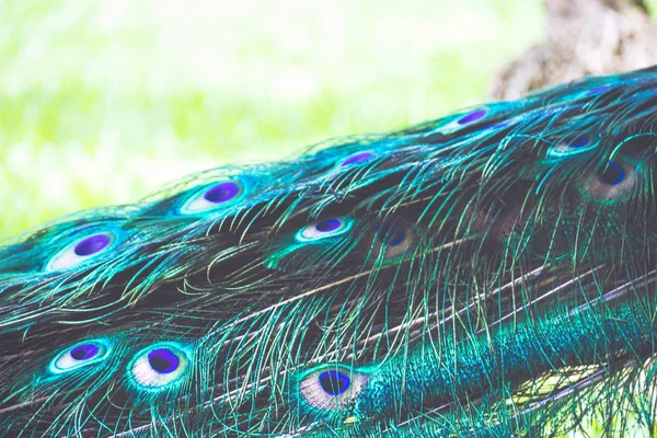 Schwanz des Pfauenvogels — Stockfoto