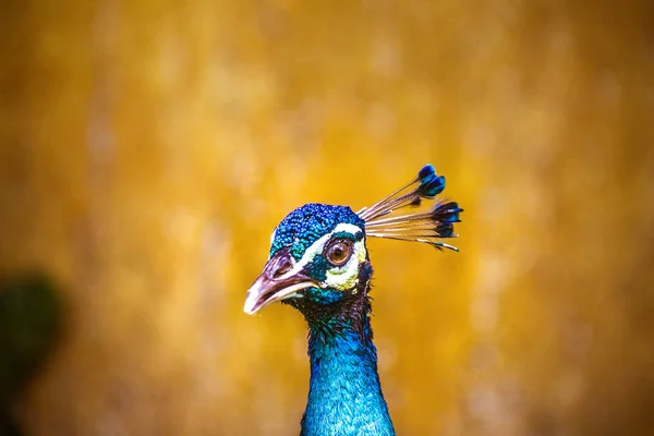 Beautiful peaflow bird — Stock Photo, Image