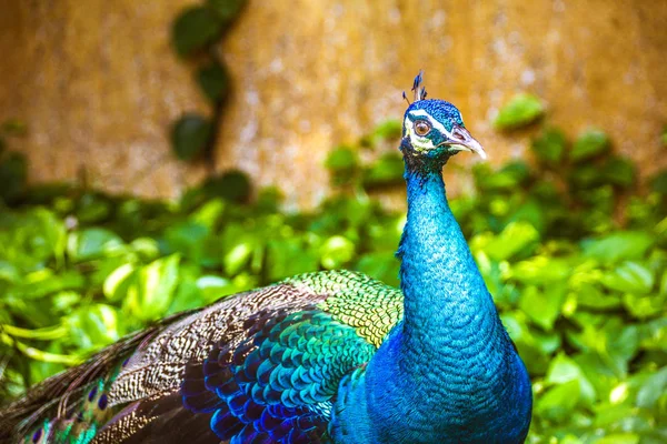 Mooie peaflow vogel — Stockfoto