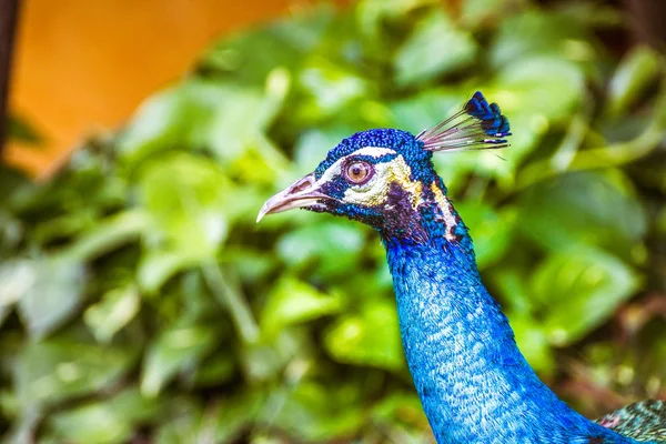 Mooie peaflow vogel — Stockfoto