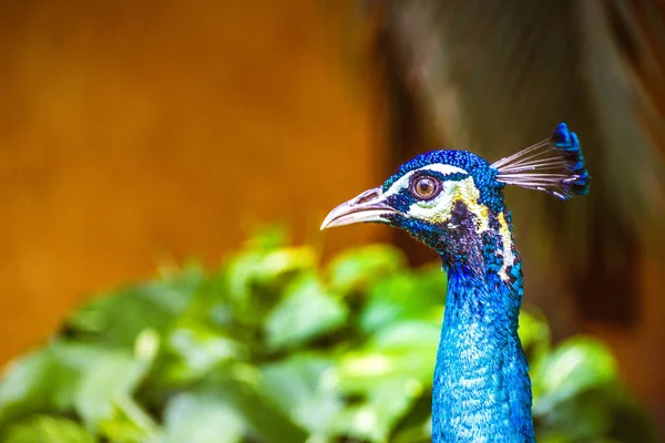 Vackra peaflow fågel — Stockfoto