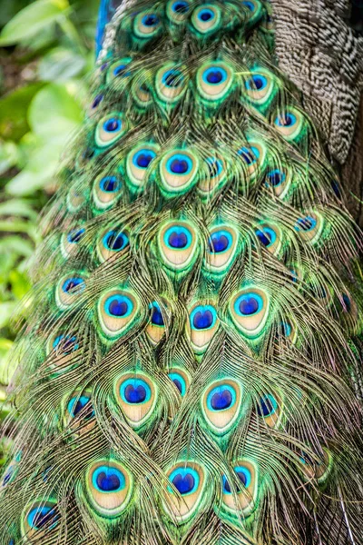 Staart van peaflow vogels — Stockfoto