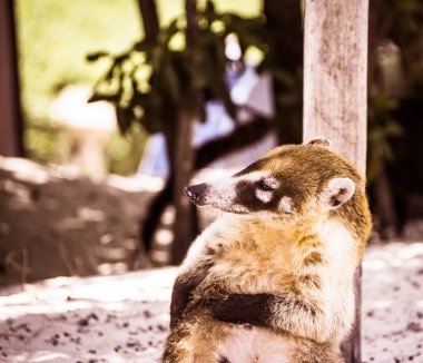 Meksika Maya Coati 