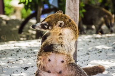 Meksika Maya Coati 