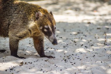 Meksika Maya Coati 