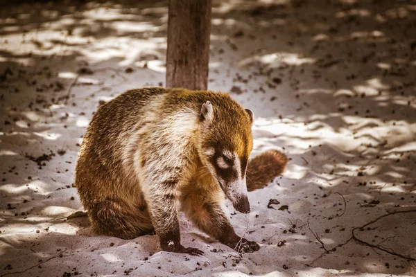 Maya mexicain Coati — Photo