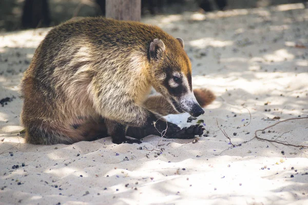 Maya mexicain Coati — Photo