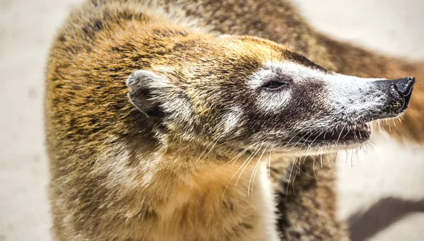 Mexican mayan Coati — Stock Photo, Image