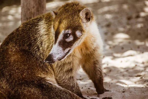 Maya mexicain Coati — Photo