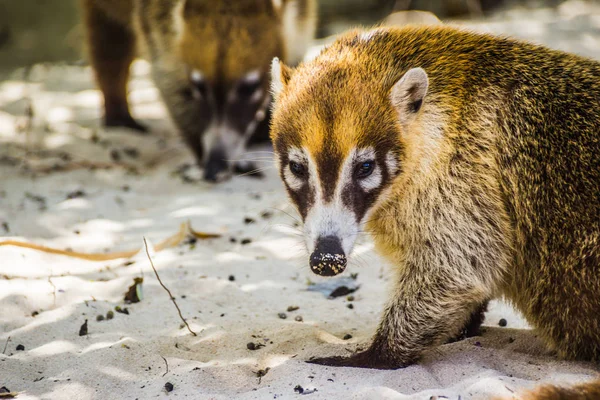 Mexican mayan Coati — Stock Photo, Image