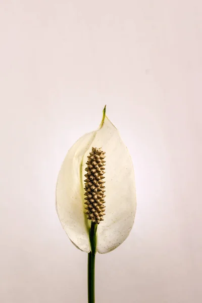 White flower detail — Stock Photo, Image