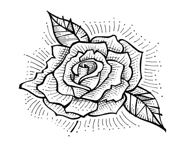 Handgezeichnete Rose Blume Illustration — Stockvektor