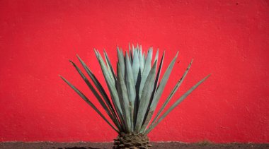 maguey bitki ve kırmızı duvar
