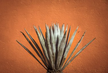 maguey bitki ve kırmızı duvar