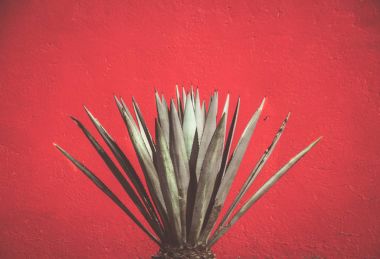 maguey bitki ve kırmızı duvar