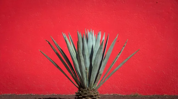 Maguey planta e parede vermelha — Fotografia de Stock