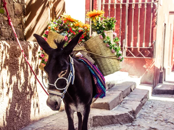 Смешной мексиканский осел с тканями для очков и цветами — стоковое фото
