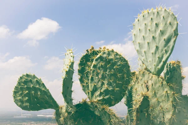 Plantes de cactus vert photographie — Photo