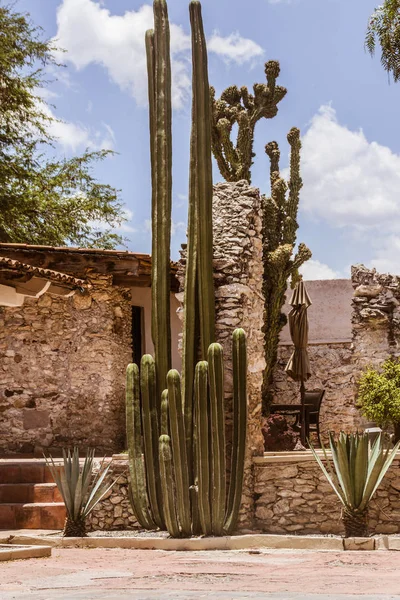 Fotografía de plantas de cactus verde —  Fotos de Stock