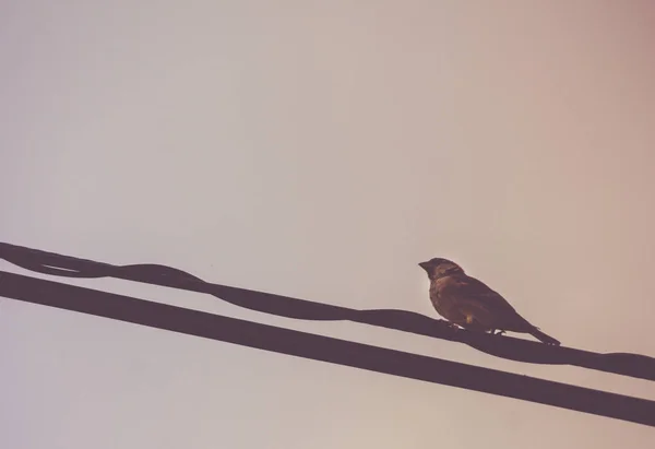 전기 와이어 사진에 비둘기 — 스톡 사진