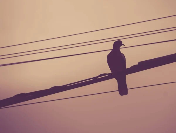 Taube auf Stromkabel fotografiert — Stockfoto