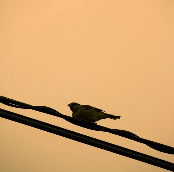 Pombo na fotografia de fios elétricos — Fotografia de Stock