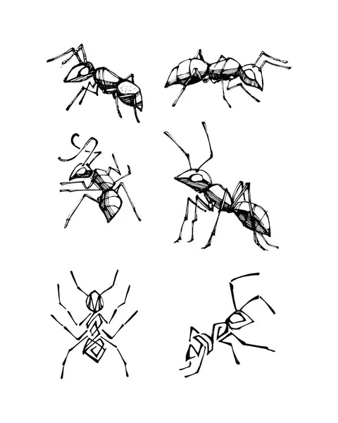 Formigas de tinta ilustração vetorial desenhada à mão — Vetor de Stock