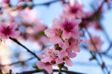 pembe şeftali çiçek mavi gökyüzü arka plan üzerinde kapat