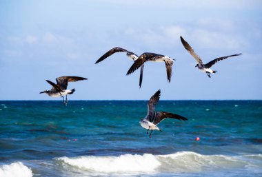 bulutlu gökyüzü karşı uçan martılar