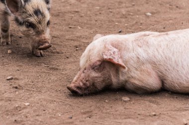 sevimli küçük domuz çiftliğindeki kirli katta yakın çekim fotoğraf 
