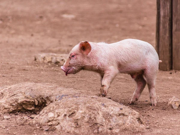 close-up photo of cute little pig walking on dirty floor in farm