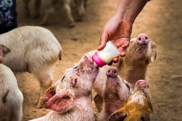 Nahaufnahme Von Niedlichen Schmutzigen Kleinen Schweinen Die Milch Aus Einer — Stockfoto
