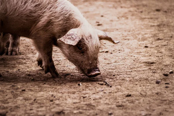 close-up photo of cute pig walking on dirty floor in farm