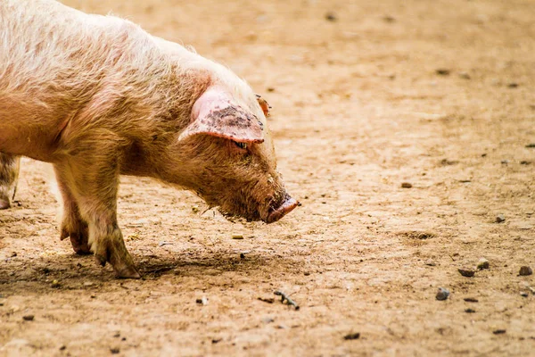 close-up photo of cute pig walking on dirty floor in farm