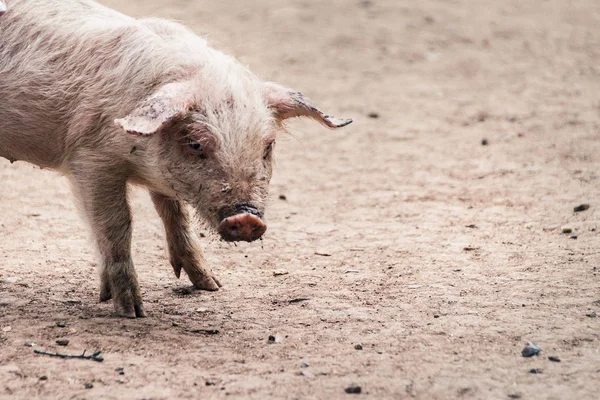 close-up photo of cute little pig walking on dirty floor in farm