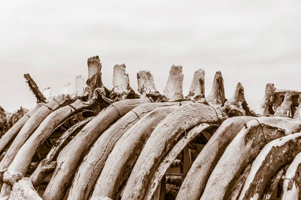 Close Foto Van Oude Walvis Botten Detail Hemelachtergrond — Stockfoto