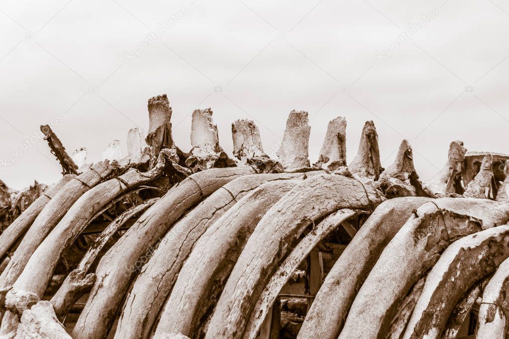 close-up photo of old whale bones detail on sky background
